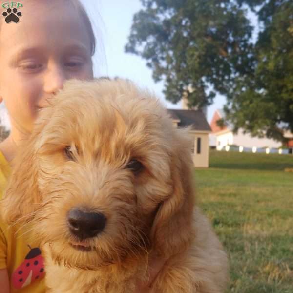 Ranger, Mini Goldendoodle Puppy